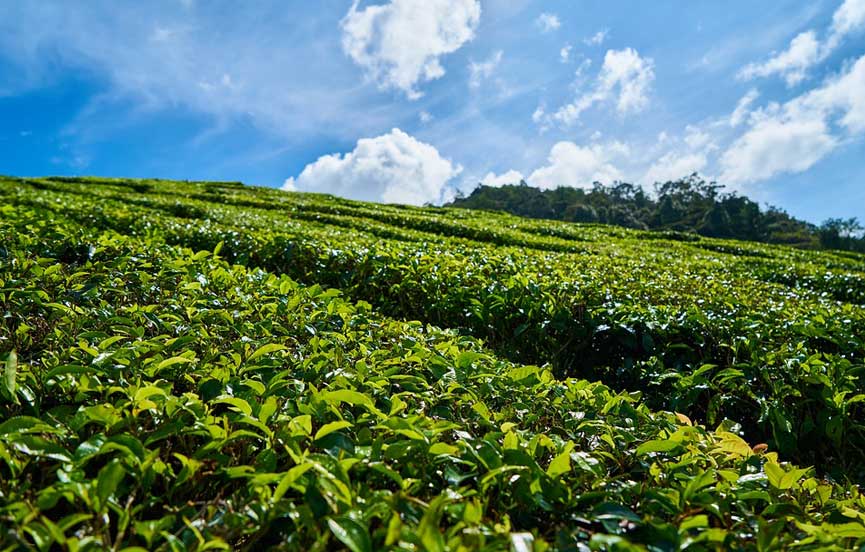 Handunugoda Tea Estate